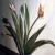 Tulip Cabinet detail